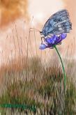 La farfalla - Michele De Flaviis - Digital Art