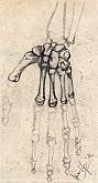 anatomical drawings -the hand- - Daniele Rallo - pencil - 30€