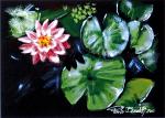 water lilies 6 - Paolo Benedetti - Acrylic - 90€