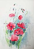 Poppies as heart music - Carla Colombo - Watercolor - €